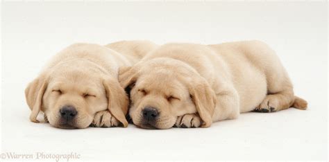 Dogs: Sleeping Labrador puppies photo WP11164