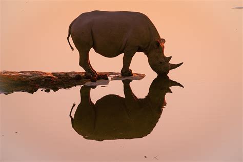 Black Rhino Hunt Angers Conservationists | Sierra Club