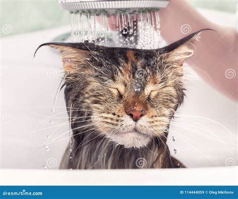 Wet cat in bath stock image. Image of kitten, funny - 114444059