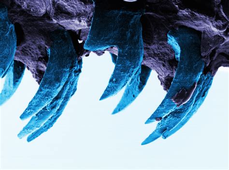 F1 racing cars of the future could be made from limpet teeth after strongest material discovery