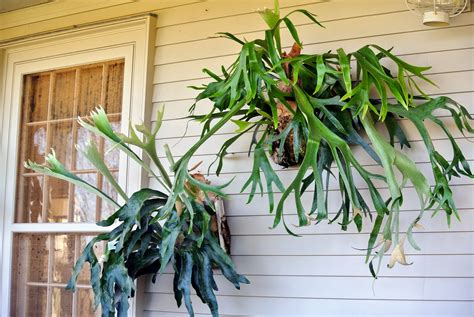 Mounting Staghorn Ferns - The Martha Stewart Blog