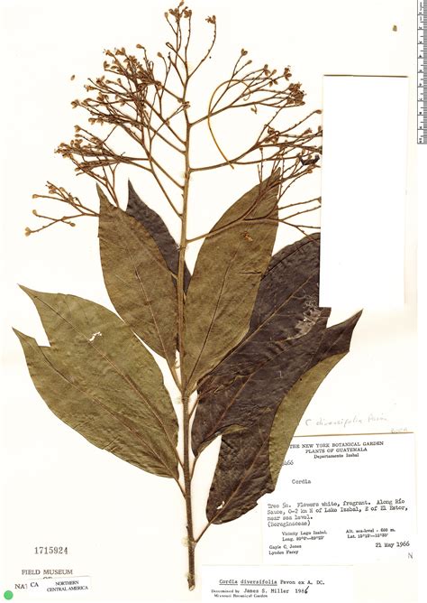 Cordia diversifolia | Rapid Reference | The Field Museum