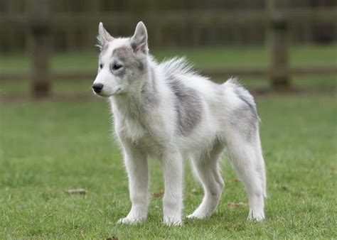 Canadian Eskimo Dog Pictures - AZ Animals