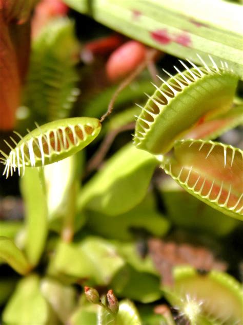 Sundew Plant Eating Fly