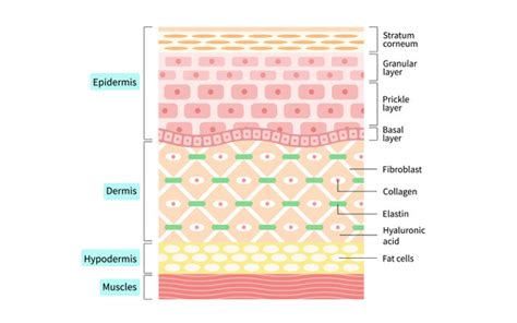 Understanding The Role Of The Hypodermis Layer Of Your Skin – SkinKraft