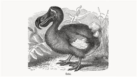 Facts about the dodo | Live Science