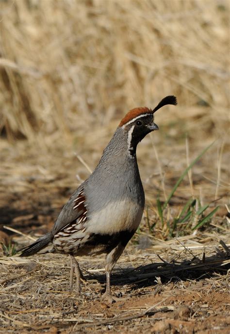 Quail of Southern Arizona - Southern Arizona Quail Forever