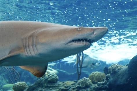 Places to See Sharks in Florida