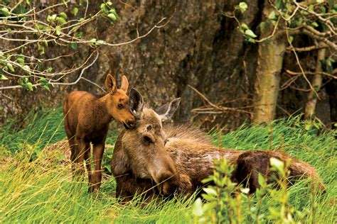 Kenai National Wildlife Refuge, Alaska | Travel Alaska