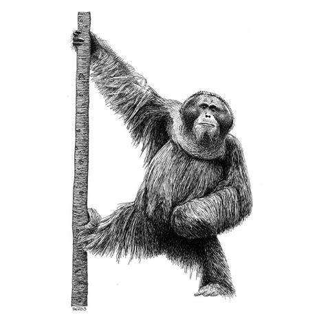 Pin by Frankie Lamonea on Realistic drawings of animals | Realistic animal drawings, Animal ...