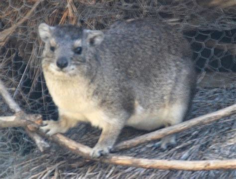 Cannundrums: Hyrax