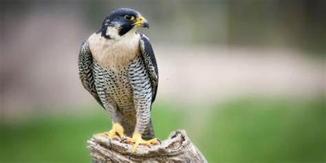 Falcons in Florida [Our Guide to the 3 Main Species] - Birdwatching Buzz