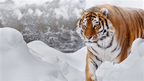 Siberian Tiger Hd