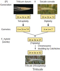 Mutation – Types, Mutagenic Agents and Their Significance