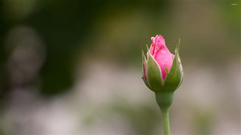 Pink rose bud wallpaper - Flower wallpapers - #51214