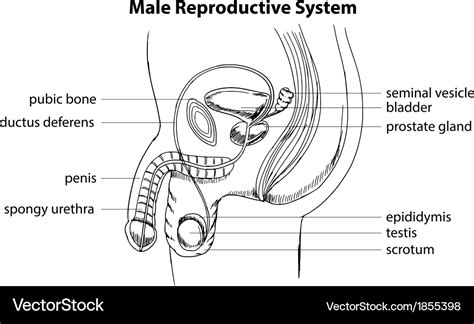 Male Reproductive System Diagram Labeled Black And White - Human Anatomy