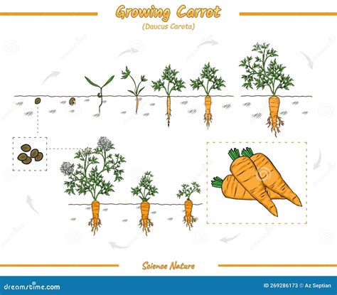 Growth stages of carrots stock vector. Illustration of diagram - 269286173