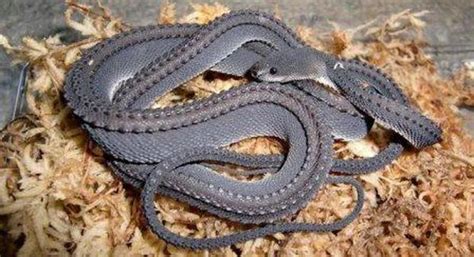 The Dragon Snake - A Beautiful Snake That Looks Like A Dragon - Top10animal