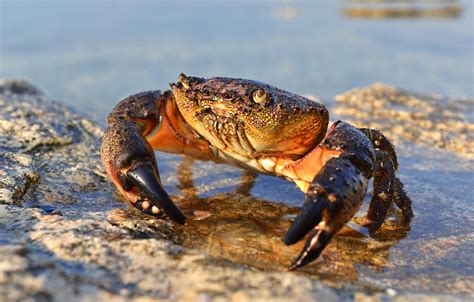 Crab Claws, Sustainability, and Your Money | 228Main