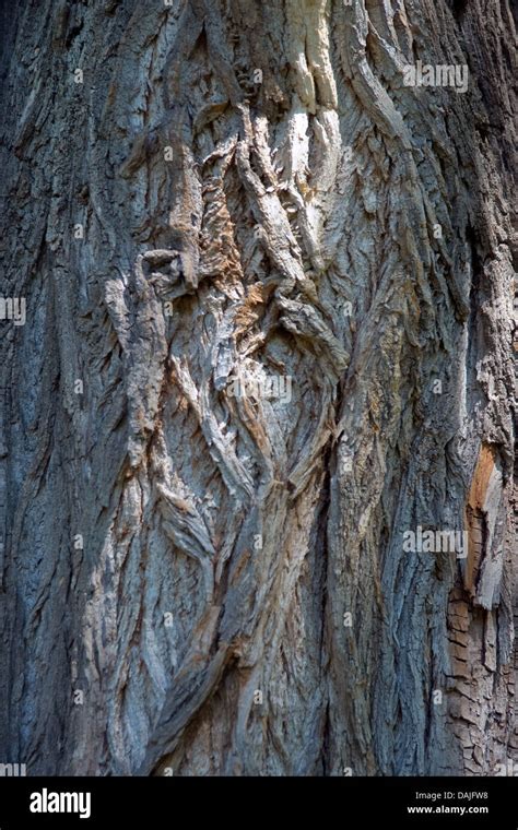 black poplar, balm of gilead, black cottonwood (Populus nigra), bark ...