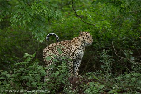 Predator & Prey: Leopard hunts deer