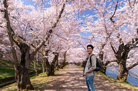 Japan Season Cherry Blossom Tree | Hot Sex Picture