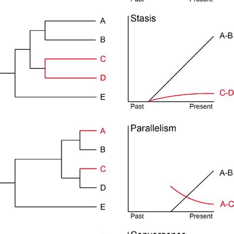 Four processes leading to cryptic species, expressed in terms of ...