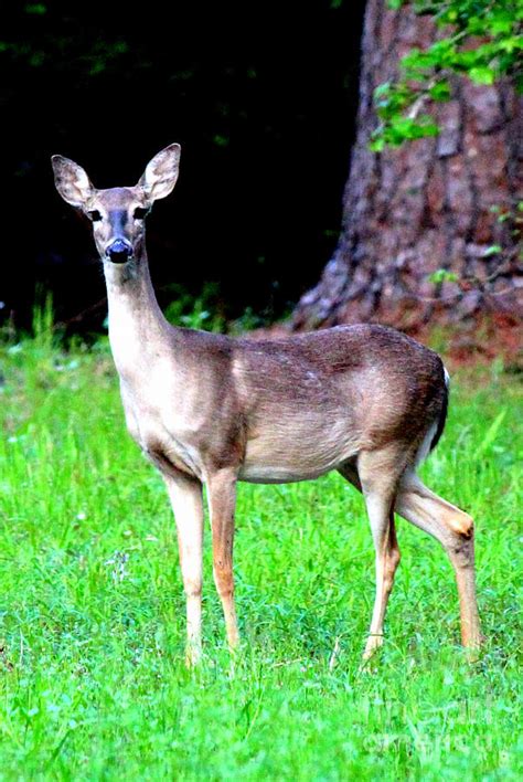 Deer Pose Photograph by Kathy White