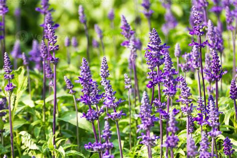 Blue Salvia flowers 11215777 Stock Photo at Vecteezy