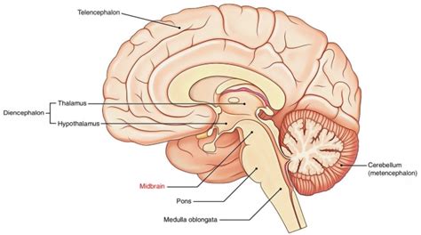 Pengertian Medula Oblongata, Struktur, Fungsi, dan Sistem Sirkulasi Medula Oblongata Lengkap