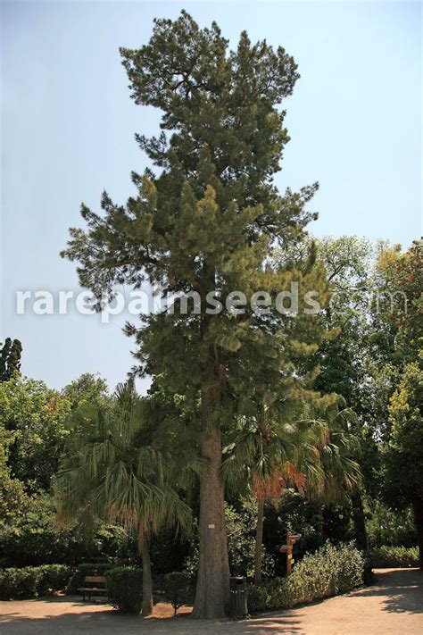 Casuarina equisetifolia – Horse Tail She-Oak, Australian Pine – Buy seeds at rarepalmseeds.com