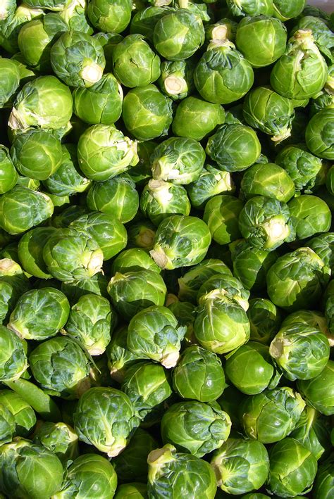Brussels sprout - Wikipedia