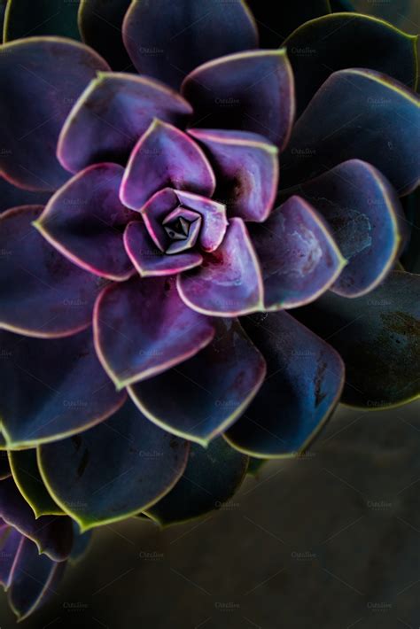 Purple Succulent ~ Nature Photos on Creative Market