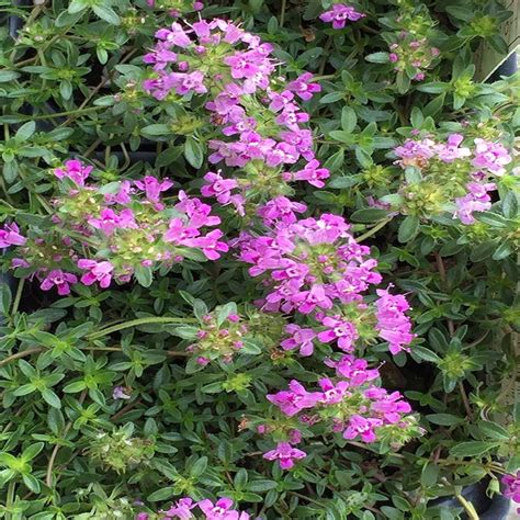 OnlinePlantCenter 3 in. Coccineus Creeping Red Thyme Plant-T1321CL - The Home Depot