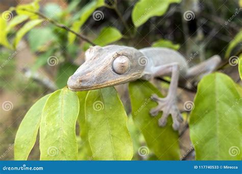 Leaf-tailed Gecko / Uroplatus Phantasticus Stock Image - Image of ...