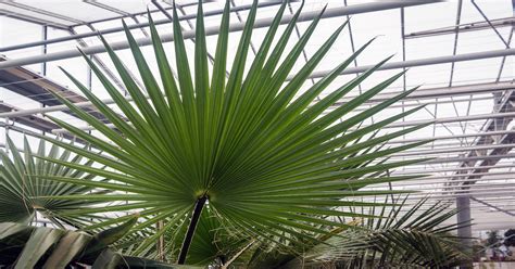 Identifying Fan Palms Versus Other Varieties - Desert Empire Palms