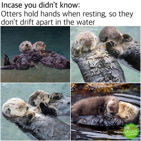 Otters hold hands when resting.. | Totally Vegan Buzz