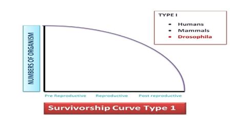 Survivorship Curves: All 3 Types And Their Important Examples