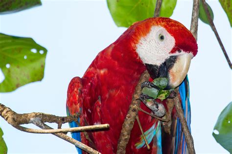 Scarlet Macaw » Adventure.Travel | Inspiring Impactful Travel