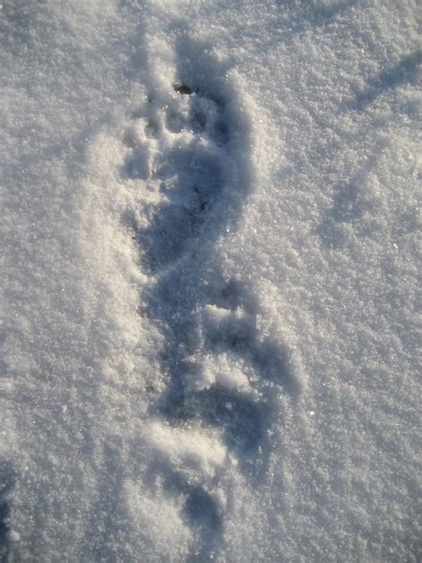 Bear tracks in the snow | Flickr - Photo Sharing!