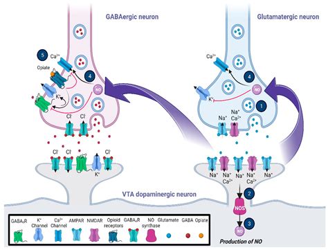 Brain Sciences | Free Full-Text | Shared Mechanisms of GABAergic and ...