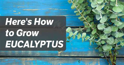 Growing Eucalyptus: How to Grow Eucalyptus in Your Garden