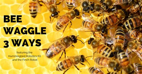 Bee Waggle 3 Ways (Plus a Bonus Extension!) - BirdBrain Technologies