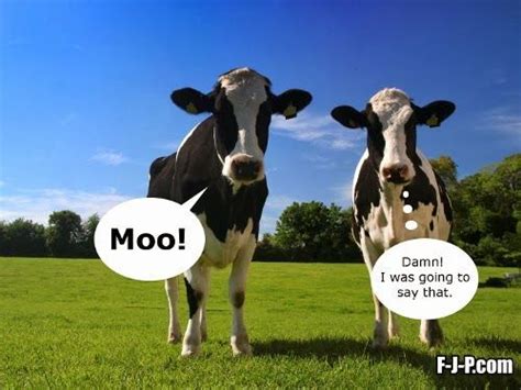 Funny Two Cows Moo Meme Joke Picture | Funny Joke Pictures | Holstein cows, Happy cow, Cow