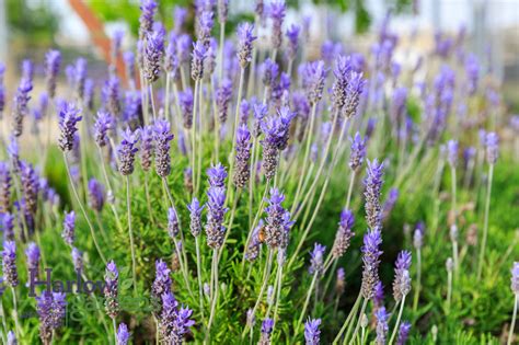 Lavender French - Harlow Gardens