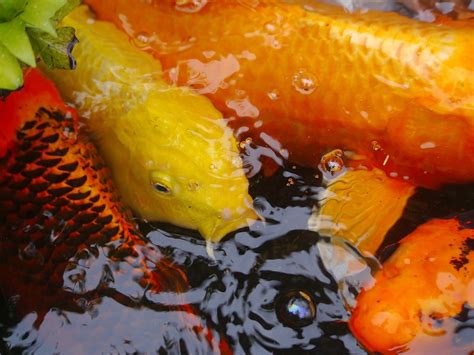 관상어 비단 잉어 물고기 품종 · Pixabay의 무료 사진