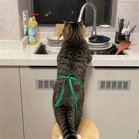 Cat washing Dishes Blank Template - Imgflip