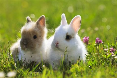 How Many Species Of Rabbits Are There