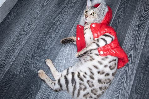 Silver Bengal Cat: Everything You Need to Know - That Cuddly Cat