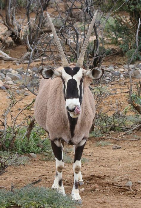 Oryx Antelope stock photo. Image of antelope, habitat - 20463870